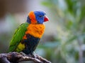 Bright Rainbow Lorikeet parrot Royalty Free Stock Photo